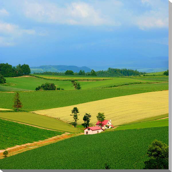 風景写真パネル 北海道 美瑛 赤い屋根の家 雄大 大自然 癒やし オシャレ アートパネル グラフィックアート ウォールデコ インテリア ディスプレイ タペストリ...