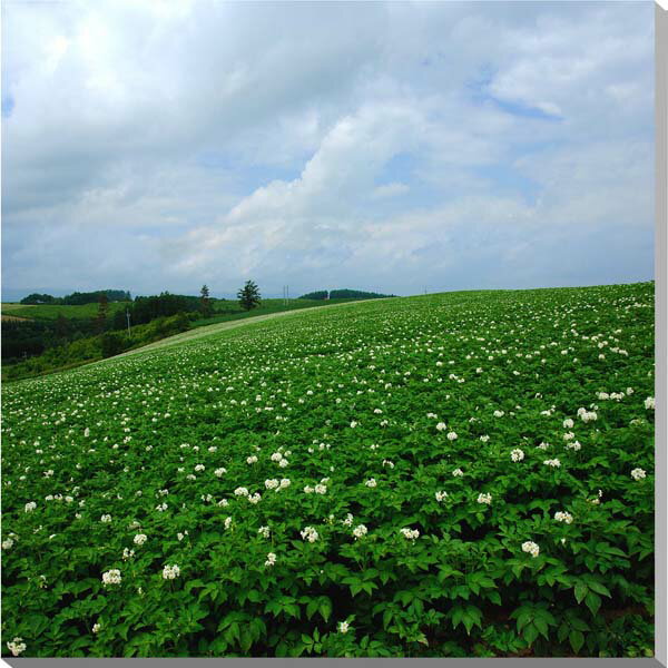 風景写真パネル 北海道 美瑛の風景 じゃがいもの花 インテリア アートパネル お祝い 結婚 出産 入学 卒業 誕生日 新築 引っ越し 記念日 プレゼント ギフト...