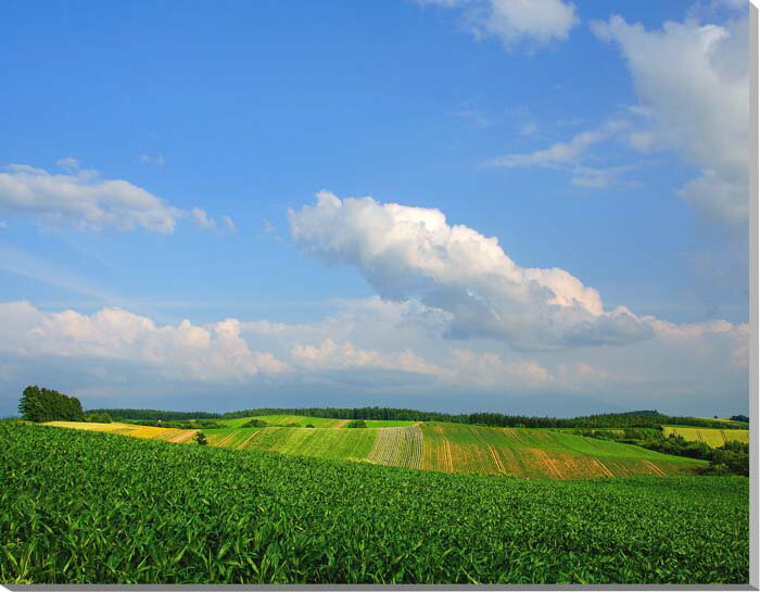 風景写真パネル 北海道 美瑛の風景 大自然 雄大 北の大地 癒やし インテリア アートパネル グラフィック ディスプレイ 壁掛け 壁飾り 額要らず 模様替え 雰囲気作り リビング オフィス 玄関 ロビー ホール HOK-160-F15