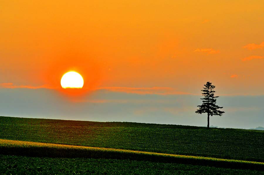 風景写真パネル 北海道 美瑛 夕日の木 インテリア 写真 パネル 新築祝い 引っ越し祝い 結婚祝い 誕生日プレゼント お祝い 記念日 プレゼント ギフト 旅の思...
