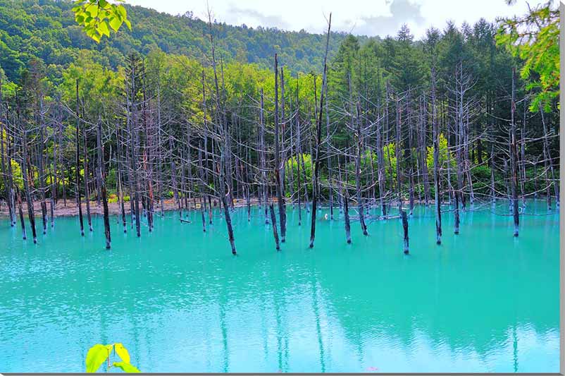 楽天写真パネルのあぁとすぺーすつくば風景写真パネル 北海道 美瑛 白金 青い池 壁飾り 壁掛け 額要らず 模様替え 雰囲気作り 新築 リフォーム オフィス リビング ダイニング 寝室 玄関 ロビー hok-179-m25