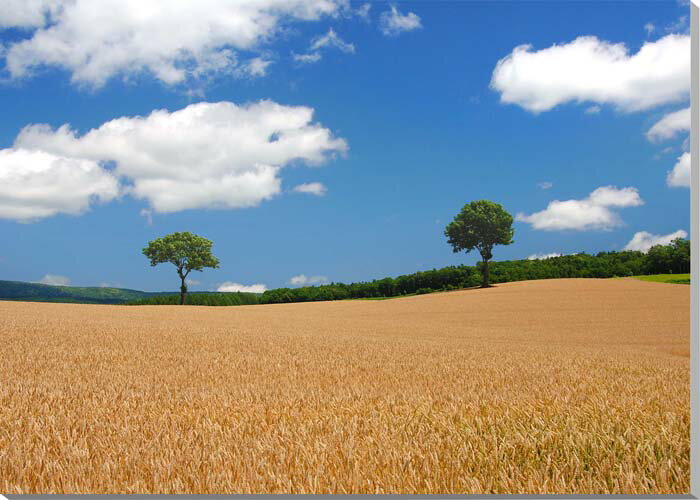 風景写真パネル 北海道 富良野 麓郷 メルヘンの木と麦畑 インテリア プレゼント ギフト 贈答品 お祝い 結婚祝い 新築祝い 引っ越し祝い 誕生日祝い 記念日 ...