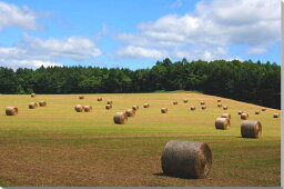 風景写真パネル 北海道 富良野 麓郷 牧草ロール ウォールデコ アートパネル グラフィックアート 癒やし おしゃれ 壁飾り 壁掛け 額要らず 模様替え 雰囲気作り HOK-105-M25