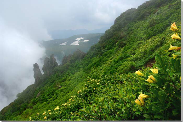 風景写真パネル 北海道 大雪山 層雲峡 ウコンウツギ 高山植物 アートパネル インテリア 壁飾り 壁掛け 額要らず 模様替え 雰囲気作り 玄関 リビング オフィス ロビー プレゼント ギフト 贈答品 返礼 お祝い 結婚 新築 引っ越し 誕生日 記念日 年祝い 旅の思い出 HOK-109-M25