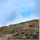 風景写真パネル 北海道 大雪山 層雲峡 エゾツヅジ 高山植物 壁飾り 壁掛け 額要らず 模様替え 雰囲気作り 新築 リフォーム オフィス リビング ダイニング 寝室 玄関 ロビー HOK-113-S15