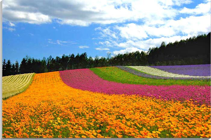 楽天写真パネルのあぁとすぺーすつくば風景写真パネル 北海道 富良野 ファーム富田 花畑 アートパネル インテリア 壁飾り 壁掛け 額要らず 模様替え 雰囲気作り 玄関 リビング オフィス ロビー プレゼント ギフト 贈答品 返礼 お祝い 結婚 新築 引っ越し 誕生日 記念日 年祝い 旅の思い出 HOK-90-M20