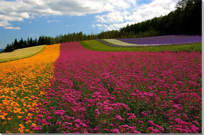 【富良野】 北の大地に広がる花畑、スキー、映画ロケ地巡礼と、様々な観光スポットがあります。 美瑛と並んで、大自然を満喫できる場所でもあります。 【ファーム富田】 毎年多くの人が訪れる、日本でもっとも歴史のある観光ラベンダー園。 ラベンダーの...