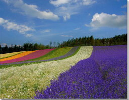 風景写真パネル 北海道 富良野 ファーム富田 花畑 ボタニカル ウォールデコ アートパネル グラフィックアート 癒やし おしゃれ モダン HOK-92-F30