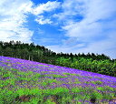 風景写真パネル 北海道 上富良野 日の出ラベンダー園 花畑 ボタニカル ウォールデコ アートパネル グラフィックアート インテリア 壁飾り 壁掛け 額要らず 模...
