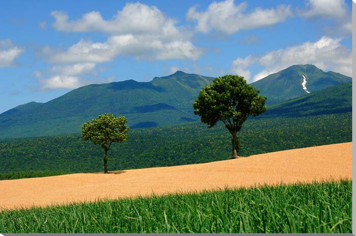 風景写真パネル 北海道 富良野 麓郷 メルヘンの木と麦畑 お祝い 結婚 出産 入学 卒業 誕生日 新築 引っ越し 記念日 プレゼント ギフト 旅の思い出 HOK...