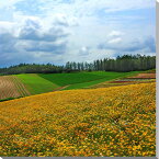 風景写真パネル 北海道 美瑛 四季彩の丘 ハナビシソウ 花菱草 花畑 ボタニカル インテリア アートパネル インテリア ウォールデコ ディスプレイ 壁飾り 壁掛け 額要らず 模様替え 雰囲気作り 玄関 リビング オフィス ロビー HOK-31-S25