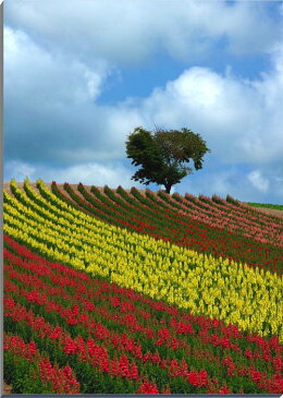 北海道美瑛　四季彩の丘　花畑　風景写真パネル　72.8×51.5cm　HOK-32-B2【楽ギフ_包装】 【楽ギフ_のし宛書】 【楽ギフ_名入れ】