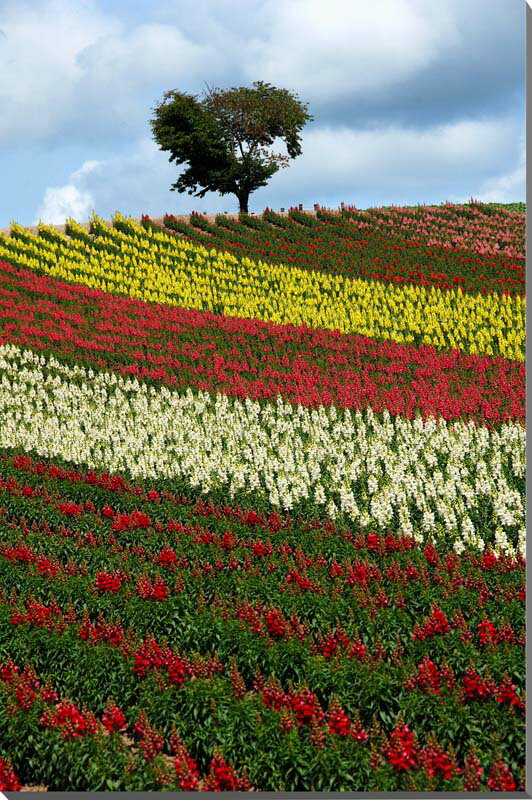 風景写真パネル 北海道 美瑛 四季彩の丘 花畑 ボタニカルアート ウォールデコ グラフィック 新築祝い 引っ越し祝い 結婚祝い 記念日 プレゼント ギフト 旅の思い出 風水 絵画 タペストリー HOK-33-M15