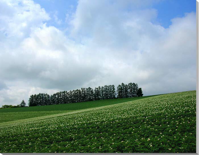 風景写真ポスター 北海道 美瑛 ジャガイモの花とマイルドセブンの丘 新築祝い 引っ越し祝い 結婚祝い 記念日 プレゼント ギフト 旅の思い出 風水 絵画 タペス...