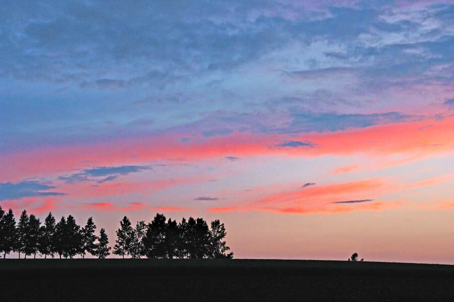 風景写真パネル 北海道 美瑛 セブンスターの木の丘 夕暮れ キャンバス地 側面画像有り アートパネル インテリア 壁飾…