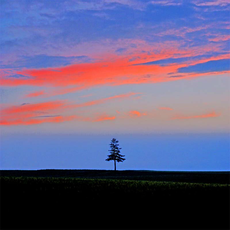 風景写真パネル 北海道 美瑛 セブンスターの木の丘 夕暮れ ウォールデコ アートパネル グラフィックアート インテリア 新築祝い 引っ越し祝い 結婚祝い 記念日 プレゼント ギフト 旅の思い出 風水 絵画 タペストリー HOK-44-S25