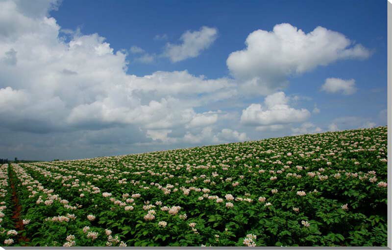 風景写真パネル 北海道 美瑛 ジャガイモの花 新築祝い 引っ越し祝い 結婚祝い 誕生日プレゼント お祝い 記念日 プレゼント ギフト 旅の思い出 風水 絵画 タ...