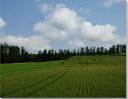 風景写真パネル 北海道 美瑛の風景 麦畑 大自然 雄大 北の大地 癒やし インテリア アートパネル ウォールデコ グラフィック プレゼント ギフト お祝い 新築...