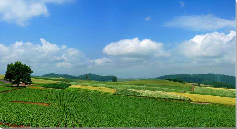 風景写真パネル 北海道 美瑛 セブンスターの木 インテリア 新築祝い 引っ越し祝い 結婚祝い 誕生日プレゼント お祝い 記念日 プレゼント ギフト 旅の思い出 ...