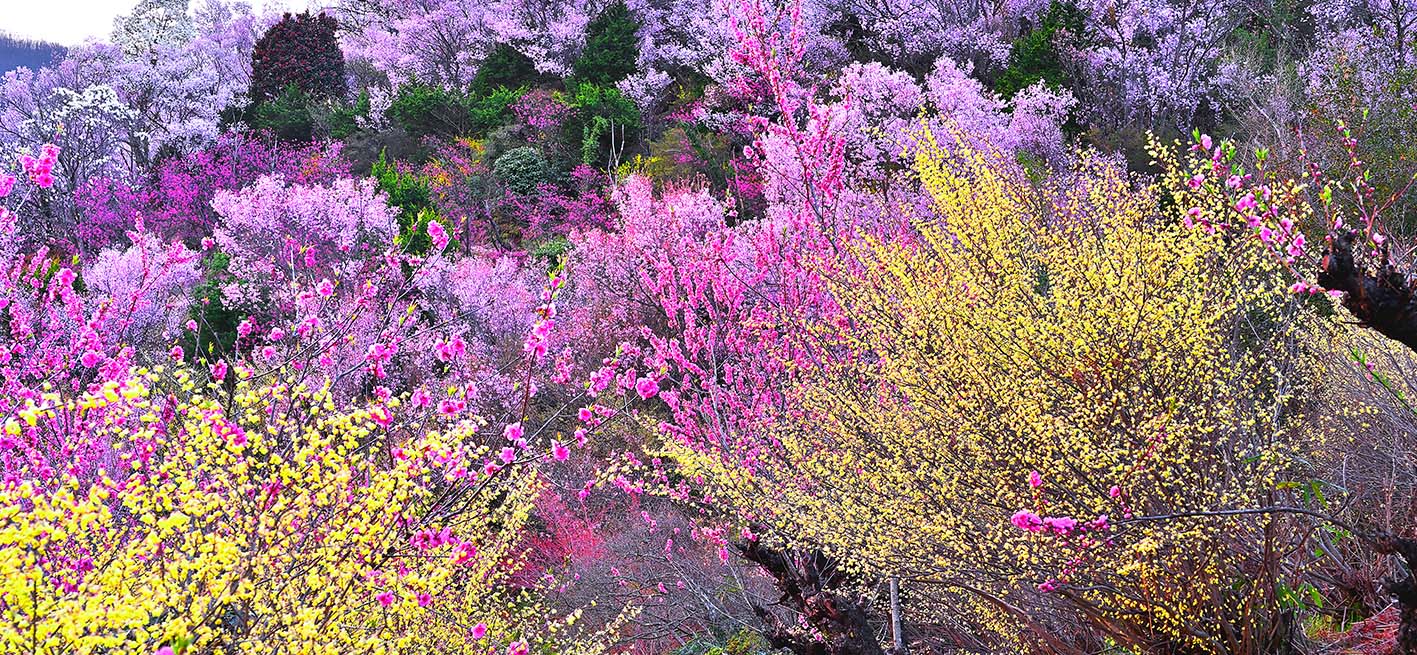 【福島 桃源郷 花見山】 福島市の個人の私有地が、花見山公園として一般に公開されています。 写真家の故秋山庄太郎氏に「福島に桃源郷あり」として絶賛されたことでも有名な、花見の名所です。 【花言葉】 桜：全般的に「精神美」「優美な女性」「純潔」 花桃（ハナモモ）：「私はあなたのとりこ」「天下無敵」「気立ての良さ」 白木蓮(ハクモクレン)：「気高さ」「気高さ「気高さ」「高潔な心」「荘厳」「慈悲」「自然への愛」 トサミズキ(土佐水木)：「愛」「伝言」「優雅」「清楚」 ◆この商品はパネルの側面まで画像をプリントしてあります。 ◆サイズ：130×65×厚さ3cm ◆重　さ： 約3kg　壁に負担がかかりません ◆取付金具付き ◆風景写真パネルの説明 丈夫で耐久性に優れ、表面が光沢なし高級写真用紙を使っていますので、風景が綺麗に仕上がります。 見た目が表面反射が無く高級感があります。 表面に触れないでください。気を使った扱いが必要です。 ◆商品の発送 ご注文から、2～5営業日以内に発送。 特注サイズは、10営業日以内に発送致します。◆35％OFF 風景写真パネル 福島 桃源郷 花見山 側面画像あり◆ ◆風水では、絵画より写真を飾るほうが効果が高いと言われます。 ◆絵画と異なり、リーズナブルな料金で飾ることができ、の景色を臨場感たっぷりに味わえます。 【飾り方と用途】 写真の大きさに比較して軽く仕上がりますので、壁に負担がかからず、付属のフック2ヶで簡単に、スマートに飾れます。 裏面の丁寧な始末で、金属の露出を無くし壁にキズやサビの付着が無いようにしてあります。 額装して壁掛けインテリアにもおすすめです。 オフィスのアクセント、リビングや玄関のインテリアとして、癒やしの空間、お部屋の雰囲気作りに、また旅の思い出として飾ってください。 おしゃれなインテリアアートとして、お祝い、ギフトにもお薦めです。 新築や引っ越しのお祝い、入学や卒業のお祝い、成人式やご結婚、お誕生日のプレゼント、クリスマスプレゼントなど、各種ギフト用品として幅広くお使いください。 きっと喜んでいただけることでしょう。 パソコンのモニターの色と、実際の商品の色が多少異なることがあります。
