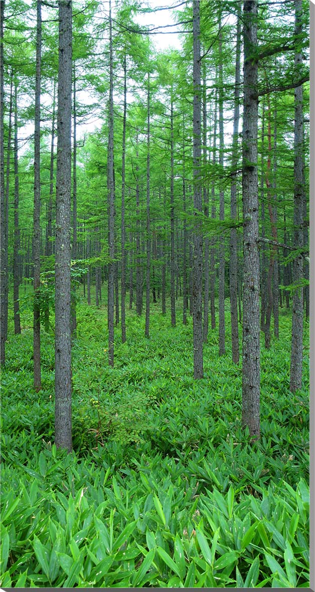 楽天写真パネルのあぁとすぺーすつくば風景写真パネル 長野 蓼科 カラマツ 唐松 自然 解放感 癒やし おしゃれ インテリア アートパネル ディスプレイ ウォールデコ パネル 写真 プレゼント ギフト お祝い 結婚 新築 引っ越し 誕生日 入学 卒業 成人 記念日 NGN-002-15070