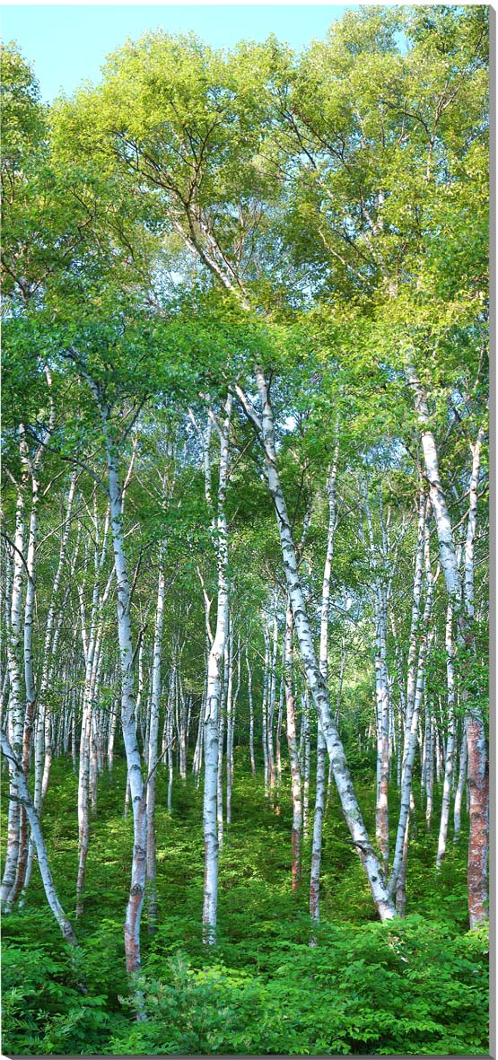 風景写真パネル 長野 蓼科高原 白樺林 ボタニカル アートパネル パネル 写真 インテリア ウォールデコ 森林浴 マイナスイオン 癒やし オシャレ モダン 壁掛け 壁飾り 模様替え 雰囲気作り 風水 リビング オフィス 玄関 BIG-19