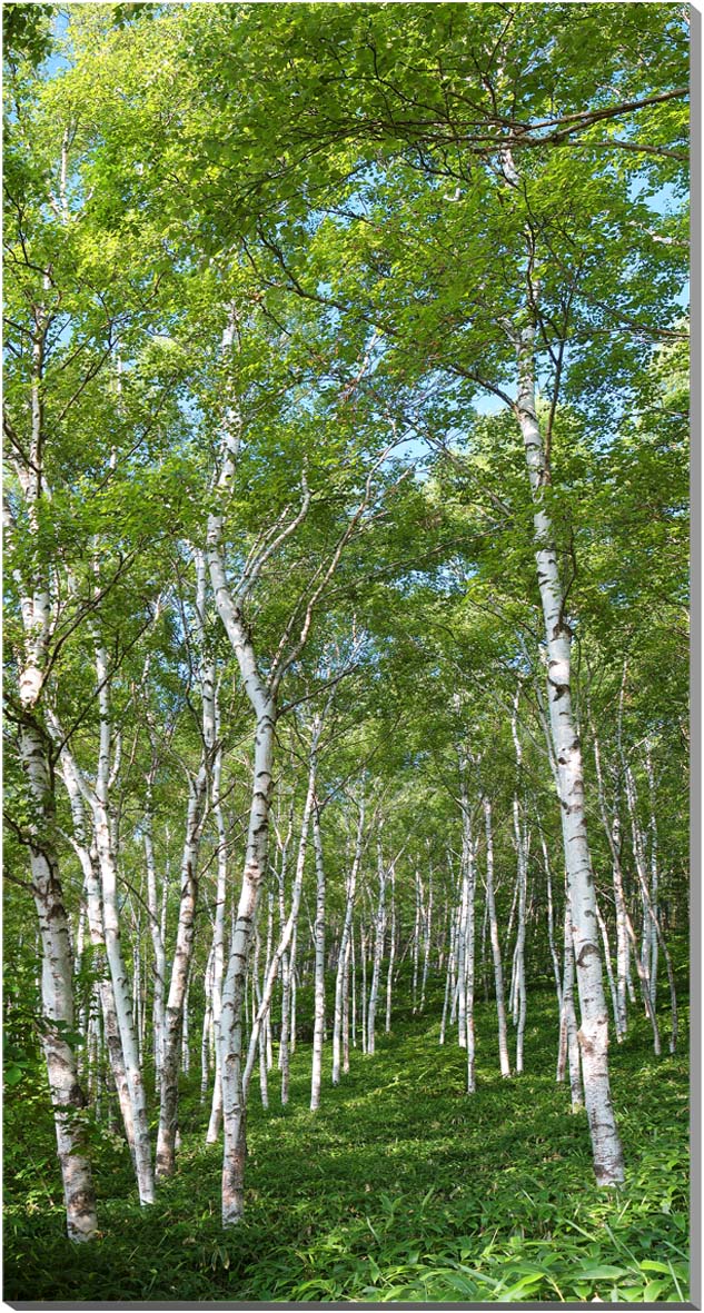 楽天写真パネルのあぁとすぺーすつくば風景写真パネル 長野 蓼科 白樺林 インテリア アートパネル パネル 写真 壁掛け 壁飾り 模様替え 雰囲気作り 風水 リビング ダイニング オフィス 玄関 NGN-010-15077