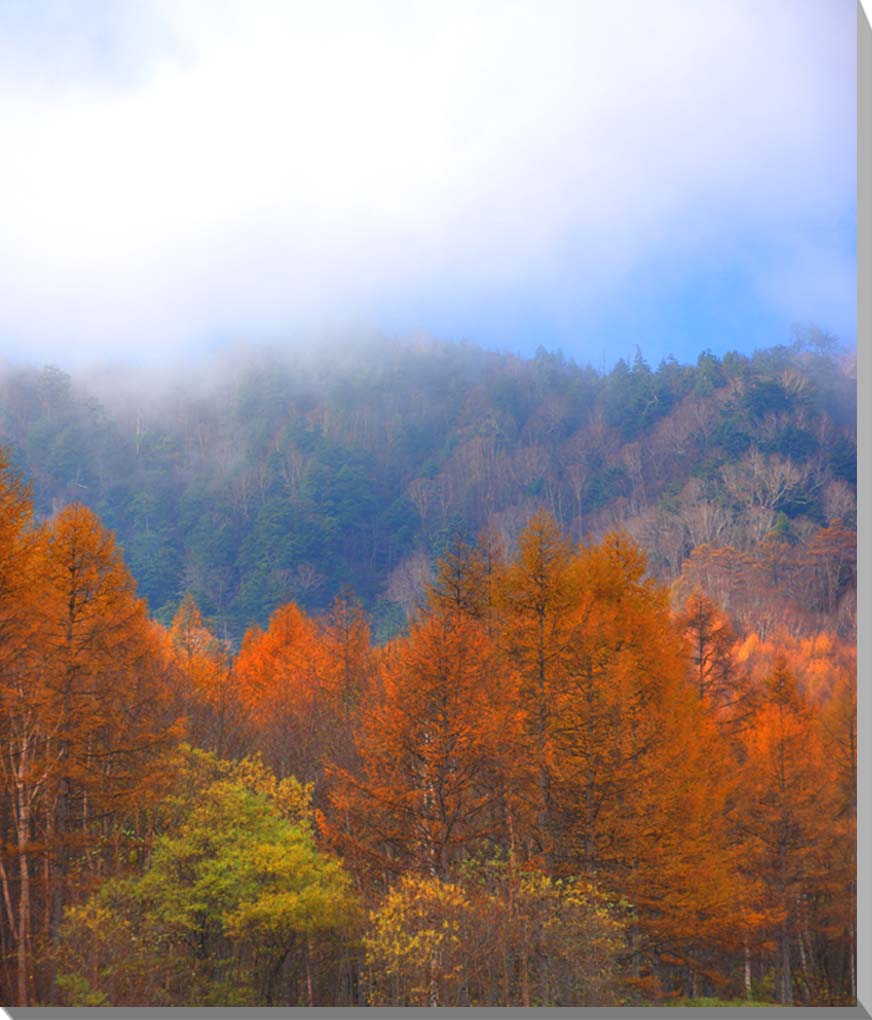 【からまつ　(唐松）】 日本の固有種 で、日本産針葉樹の中では、唯一の落葉樹です。 春には新緑が爽やかに、秋は紅葉が美しいからまつ林です。 ■壁取付金具付 ◆風景写真パネルの説明 丈夫で耐久性に優れ表面が滑らかな光沢あるきれいな写真用紙使用...