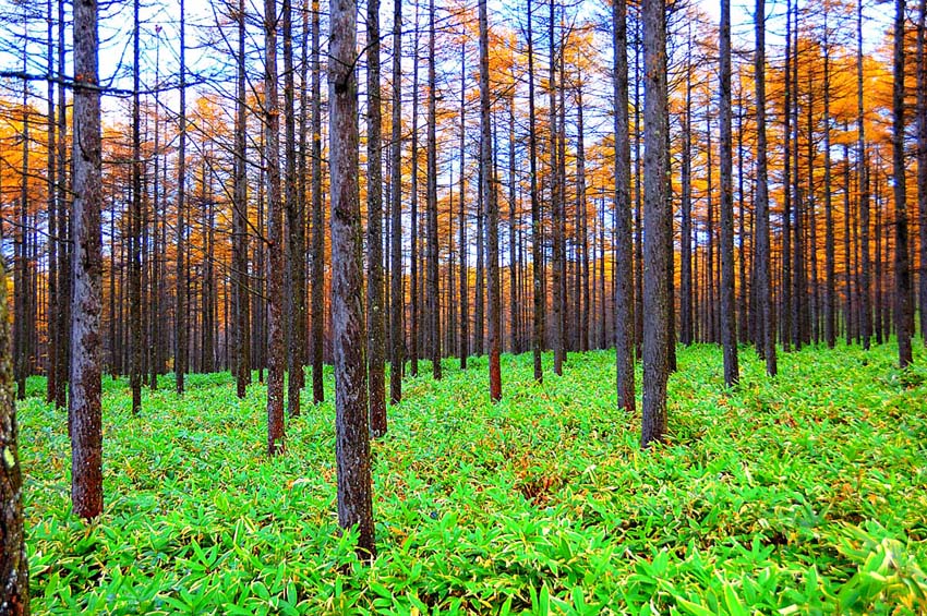 【からまつ　(唐松）】 日本の固有種 で、日本産針葉樹の中では、唯一の落葉樹です。 春には新緑に芽生え、秋には美しく紅葉するカラマツ林です。 - ■壁取付金具付 ■風景写真パネルの説明■ 写真用光沢生地にプリントしたものです。丈夫で耐久性に...