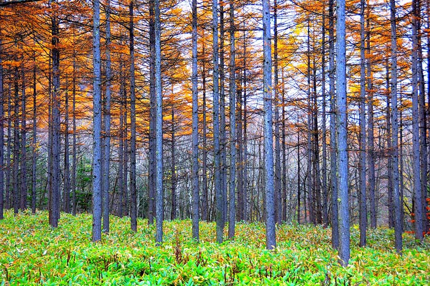 風景写真パネル 長野 蓼科 カラマツとクマザサ 唐松 熊笹 アートパネル インテリア パネル 写真 プレゼント ギフト お祝い 結婚祝い 新築祝い 引っ越し祝い...