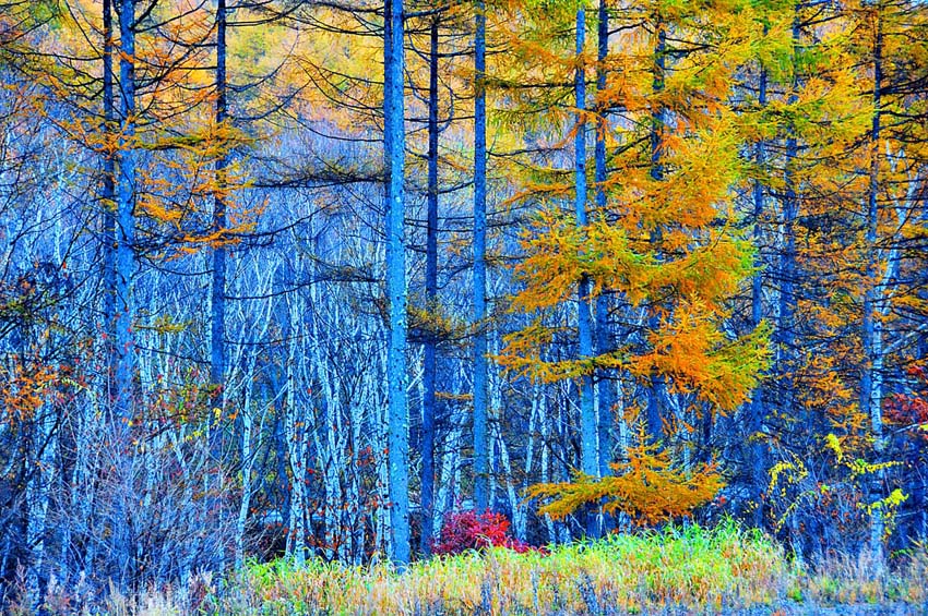 風景写真パネル 長野 蓼科 カラマツとクマザサ 唐松 熊笹 アートパネル インテリア パネル 写真 プレゼント ギフト お祝い 結婚祝い 新築祝い 引っ越し祝い 誕生日祝い 記念日 IYA-013-M30
