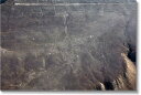 ナスカの地上絵『ハチドリ』　写真パネル　NSK-06-M25