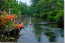 風景写真パネル 日光 戦場ヶ原遊歩道 湯川 倒木とレンゲツツジ ボタニカル インテリア アートパネル グラフィックアート ウォールデコ ディスプレイ パネル 写真 プレゼント ギフト 贈答品 お祝い 結婚 新居 出産 誕生日 入学 卒業 成人式 記念日 NIK-026-M15