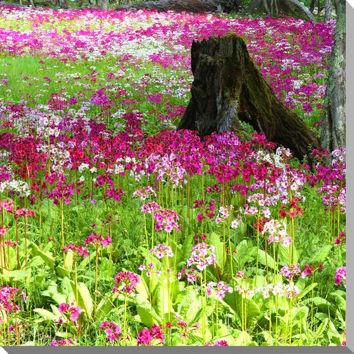 風景写真パネル 日光 千手ヶ浜 クリンソウ 九輪草 インテリア アートパネル パネル 写真 壁掛け 壁飾り 額要らず 模様替え 雰囲気作り 風水 旅の思い出 リ...