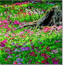 風景写真パネル 日光 千手ヶ浜 クリンソウ 側面画像あり 九輪草 インテリア ボタニカルアート アートパネル グラフィックアート ウォールデコ プレゼント ギフト お祝い 結婚祝い 新築祝い 引っ越し祝い 誕生日祝い 記念日 HN-001-S20skm