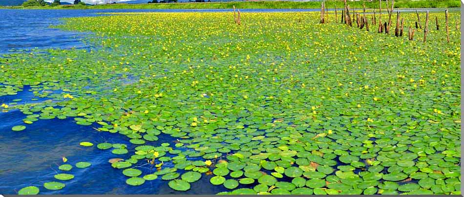 風景写真パネル 福島 猪苗代湖 アサザ 側面画像あり インテリア アートパネル ディスプレイ ウォールデコ パネル 写真 プレゼント ギフト お祝い 結婚 新居 出産 誕生日 入学 卒業 成人 記念日 BIG-14skm