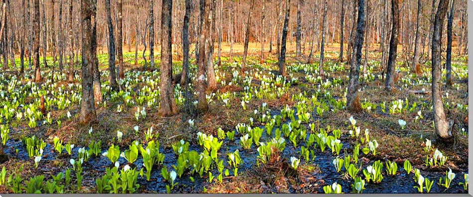 風景写真パネル 福島 土湯 仁田沼 （にだぬま） 水芭蕉 ボタニカル ミズバショウ インテリア アートパネル パネル 写真 プレゼント ギフト お礼 お祝い 結婚 新築 引っ越し 入学 卒業 成人 誕生日 記念日 壁掛け 壁飾り 模様替え 雰囲気作り 風水 旅の思い出 BIG-21-12563