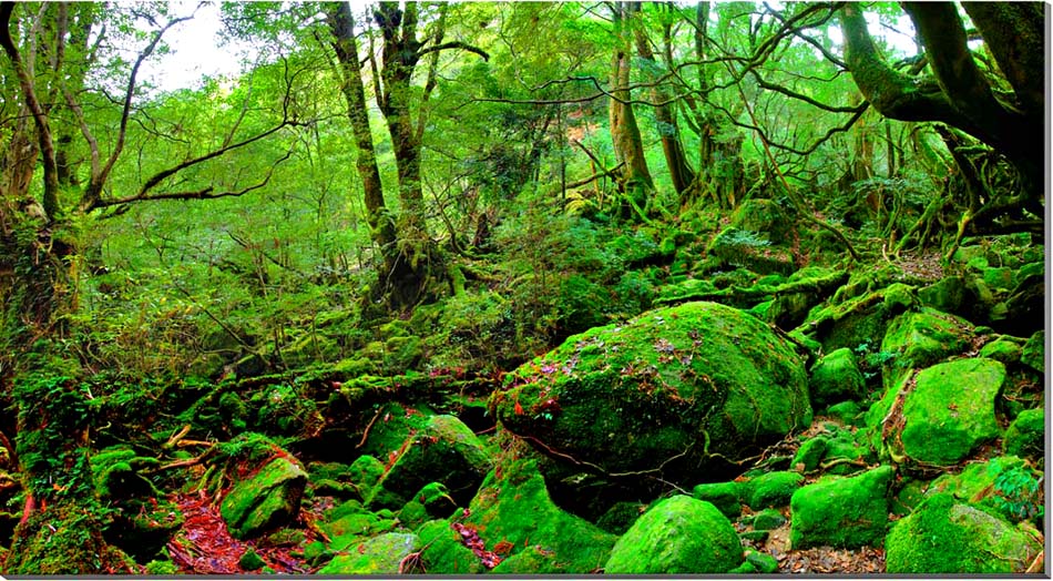 風景写真パネル 世界遺産 屋久島 もののけ姫の森 白谷雲水峡 アートパネル インテリア 壁飾り 壁掛け 額要らず 模様替え 雰囲気作り 玄関 リビング オフィス ロビー プレゼント ギフト 贈答品 返礼 お祝い 結婚 新築 引っ越し 誕生日 記念日 旅の思い出 BIG-33-15080