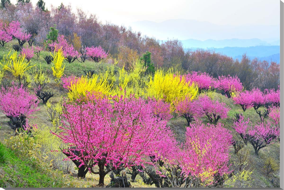 訳あり 50％OFF！訳あり アウトレットセール！風景写真パネル 福島 平田 蛇音寺の花木畑 キャンバス地 花桃 レンギョウ 桜インテリア アートパネル パネル 写真 春 景色 壁飾り 壁掛け 額要らず 模様替え 雰囲気作り 風水 リビング オフィス 玄関 SALE-006-m30