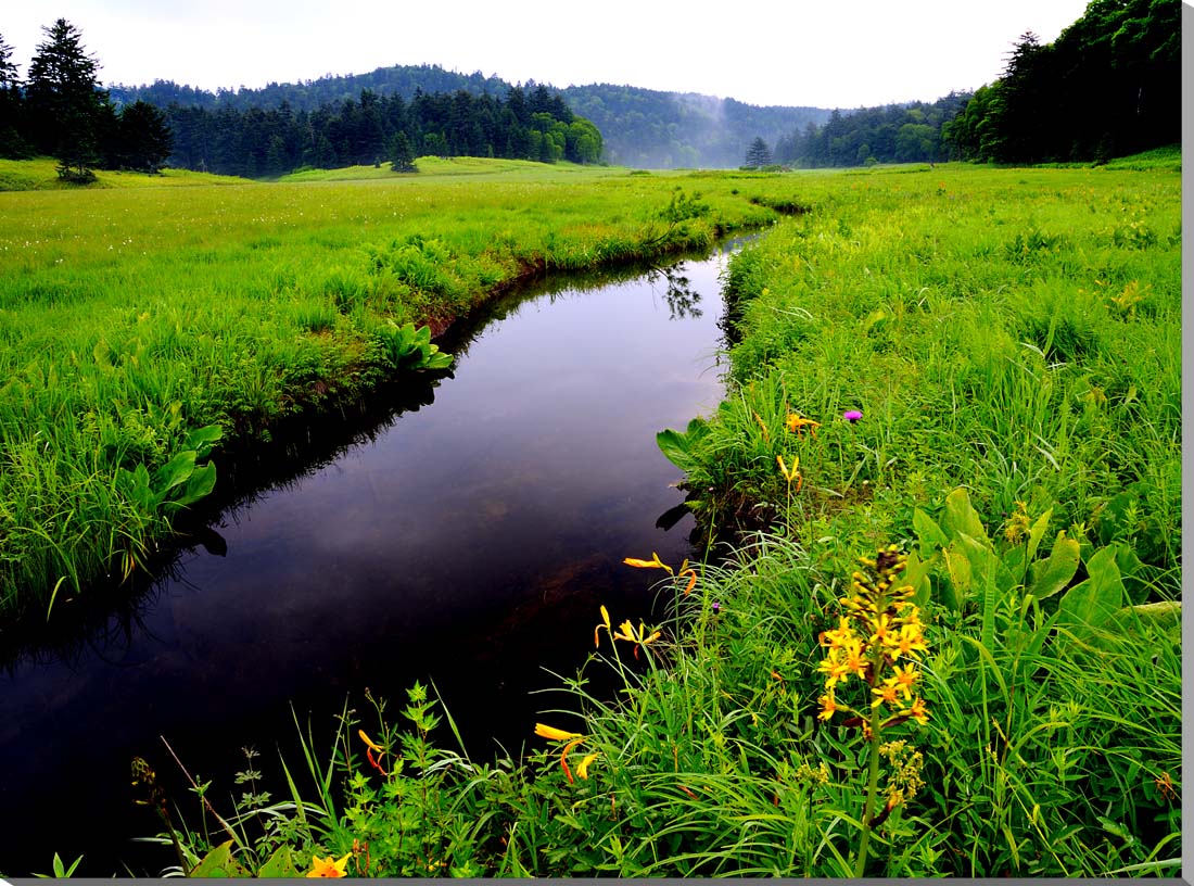 風景写真パネル 尾瀬 大江湿原 アートパネル インテリア パネル 写真 壁飾り 壁掛け 額要らず 模様替え 雰囲気作り 風水 旅の思い出 癒やし ヒーリング オシャレ おしゃれ 玄関 リビング オフィス ロビー OZE-010-P15