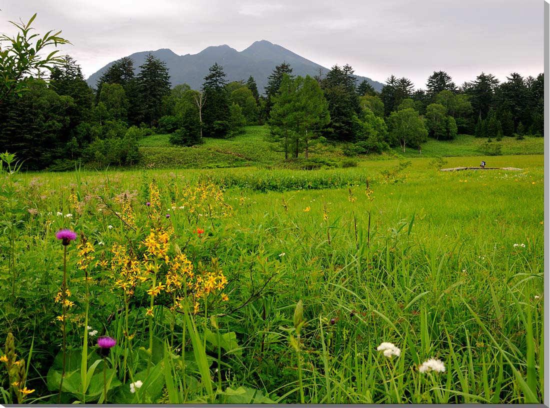 風景写真パネル 尾瀬 大江湿原 アートパネル インテリア パネル 写真 癒やし ヒーリング オシャレ おしゃれ プレゼント ギフト 贈答品 返礼 お祝い 結婚 新築 引っ越し 誕生日 入学 卒業 成人 就職 定年 記念日 OZE-011-P20