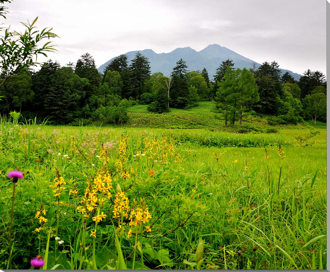 風景写真パネル 尾瀬 大江湿原 アートパネル インテリア パネル 写真 壁飾り 壁掛け 額要らず 模様替え 雰囲気作り 風水 旅の思い出 癒やし ヒーリング オシャレ おしゃれ 玄関 リビング オフィス ロビー OZE-012-6551