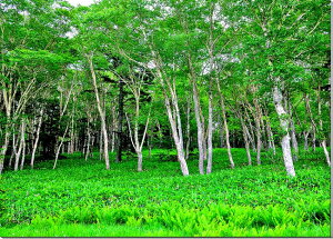 風景写真パネル 尾瀬 大江湿原 アートパネル インテリア パネル 写真 壁飾り 壁掛け 額要らず 模様替え 雰囲気作り 玄関 リビング オフィス ロビー プレゼント ギフト 贈答品 返礼 お祝い 結婚 新築 引っ越し 誕生日 記念日 年祝い 旅の思い出 OZE-013-P12