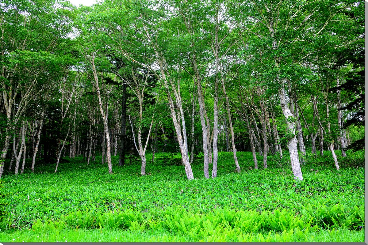 風景写真パネル 尾瀬 大江湿原 アートパネル インテリア 壁飾り 壁掛け 額要らず 模様替え 雰囲気作り 玄関 リビング オフィス ロビー プレゼント ギフト 贈答品 返礼 お祝い 結婚 新築 引っ越し 誕生日 記念日 年祝い 旅の思い出 OZE-013-M30