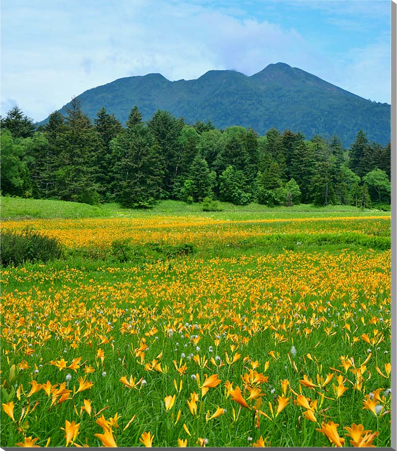 風景写真パネル 尾瀬 大江湿原 ニッコウキスゲと燧ヶ岳 側面画像あり ボタニカル インテリア アートパネル プレゼント ギフト お祝い 新築 引っ越し 結婚 出産 誕生日 入学 卒業 成人式 就職 記念日 壁飾り 壁掛け 額要らず 模様替え 旅の思い出 OZE-004-F40skm