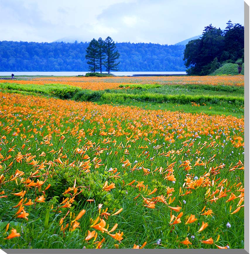 【尾瀬】 本州最大規模の高層湿原があり、尾瀬国立公園に指定されていますし、また、日本百景のひとつにもなっています。 春から秋にかけて、ミズバショウやニッコウキスゲを代表に、さまざまな花が咲き競い、ハイキングする人たちの目を、心を癒やしてくれ...