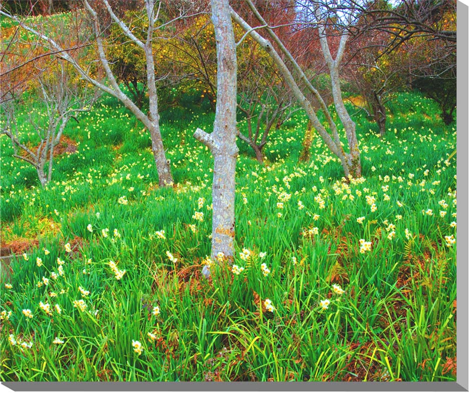 風景写真パネル 千葉 房総 水仙ロード アートパネル インテリア ウォールデコ グラフィック パネル 写真 プレゼント ギフト 贈答品 お祝い 結婚 新居 出産...