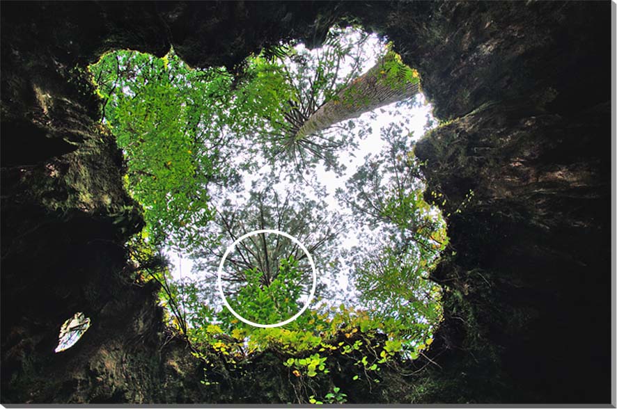 風景写真ポスター 世界遺産 屋久島 屋久杉 ウィルソン株 アートパネル インテリア グラフィック アート 壁掛け 壁飾り 模様替え 雰囲気作り リビング オフィス ロビー 玄関 psyaku-1