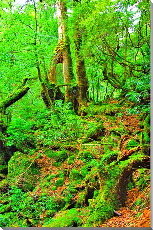 楽天写真パネルのあぁとすぺーすつくば風景写真パネル 世界遺産 屋久島 もののけ姫の森 白谷雲水峡 20 原始の森 幻想的 自然 癒やし おしゃれ モダン インテリア プレゼント ギフト お祝い 結婚祝い 新築祝い 引っ越し祝い 誕生日祝い 記念日 旅の思い出 風水 YAK-20-M12