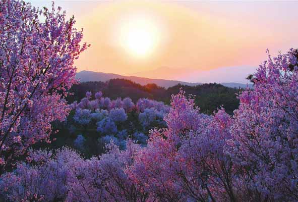 ポストカード 福島市 平田 花木畑と吾妻の夕日 02 PST